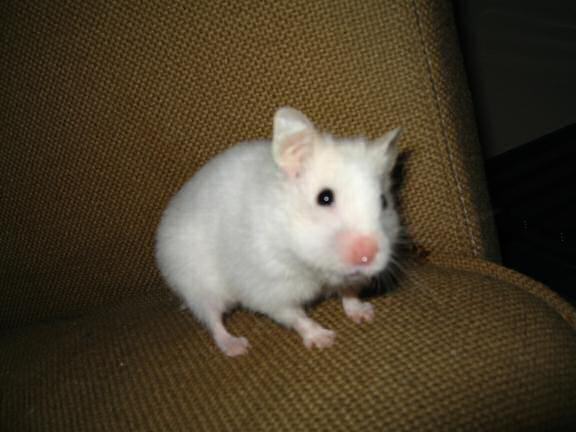 My hamster Lucy pranking me.