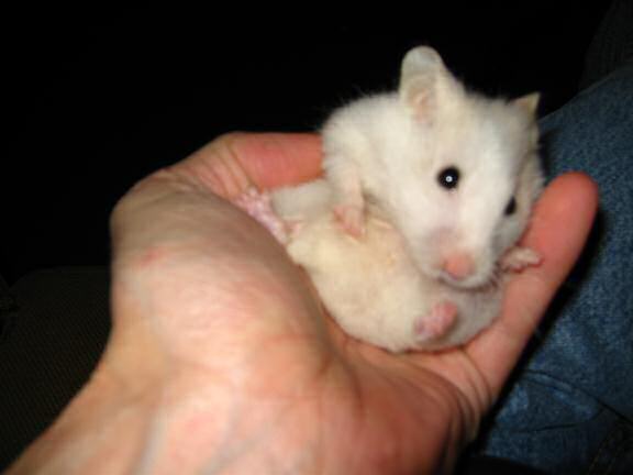 My hamster Lucy pranking me.