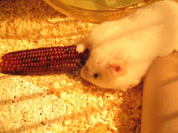 My hamster Lucy having an Easter breakfast this morning.