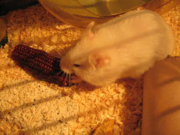 My hamster Lucy having an Easter breakfast this morning.