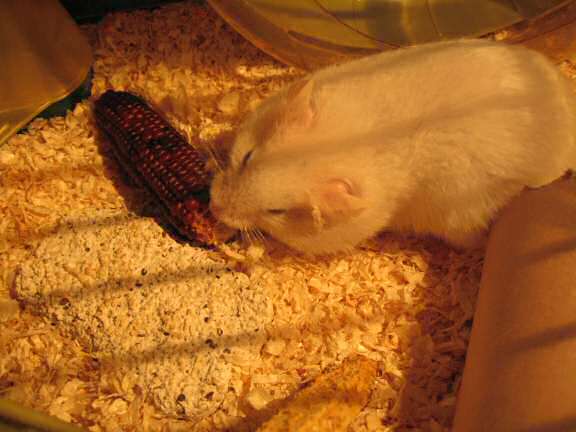 My hamster Lucy having an Easter breakfast this morning.