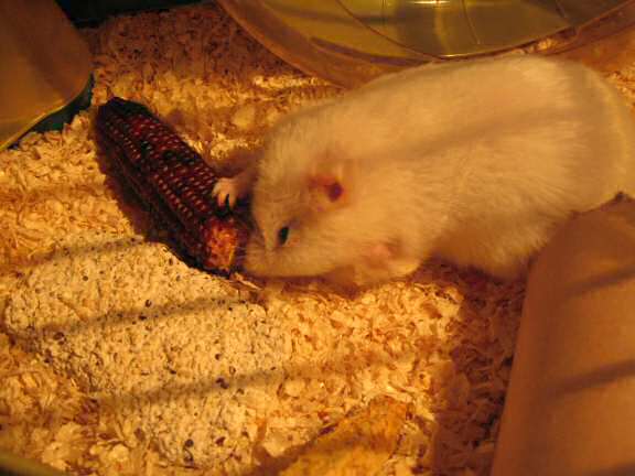 My hamster Lucy having an Easter breakfast this morning.
