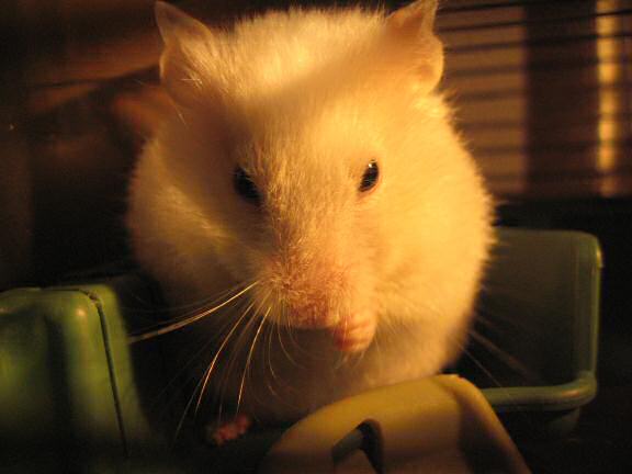 My hamster Lucy washing her face.