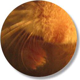 My hamster Lucy washing her face.