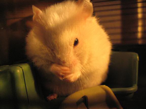 My hamster Lucy washing her face.