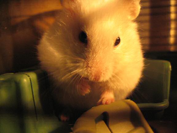 My hamster Lucy washing her face.