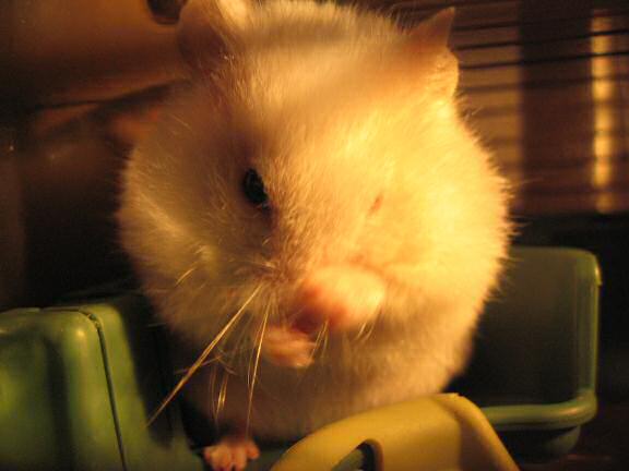 My hamster Lucy washing her face.
