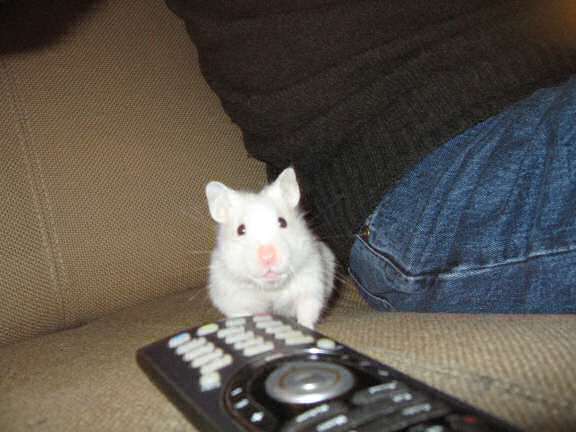 My hamster Lucy handlin' me.