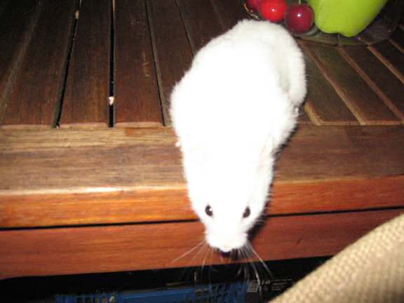 Lucy after scoring a 'Lucy-Touchdown'.