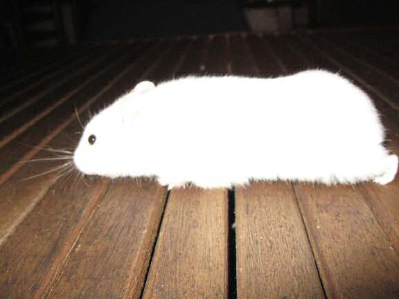 Lucy after scoring a 'Lucy-Touchdown'.