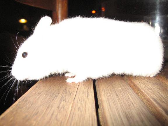 Lucy after scoring a 'Lucy-Touchdown'.