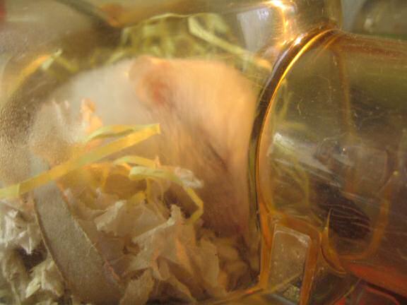 Lucy having a daytime (night for her) snack.