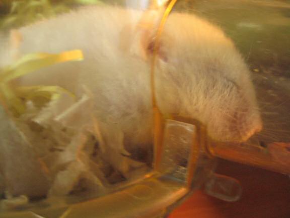 Lucy having a daytime (night for her) snack.