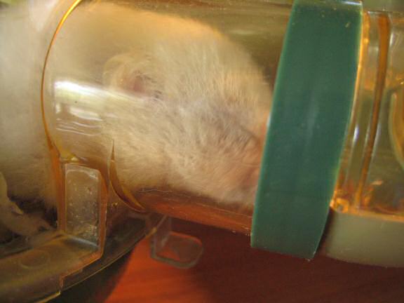 Lucy having a daytime (night for her) snack.