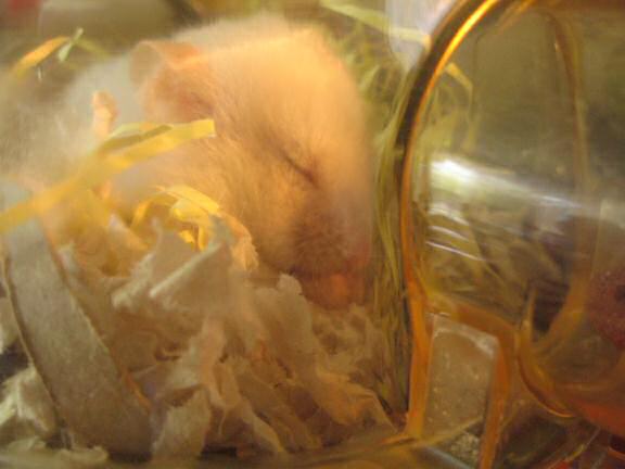 Lucy having a daytime (night for her) snack.