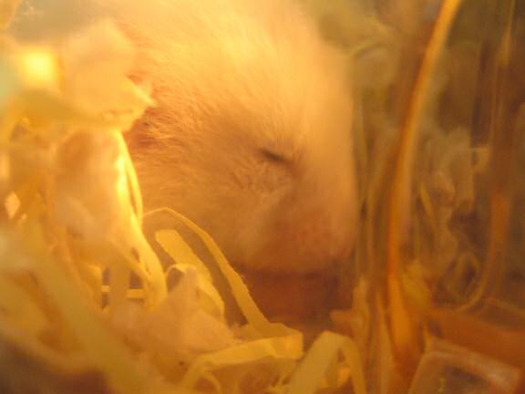 My hamster Lucy enjoying her Olive-Oiled-Walnut..