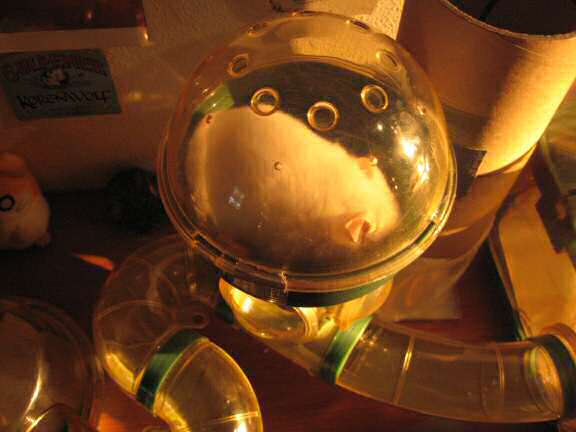 My hamster Lucy checking out her new sleeping quarters...