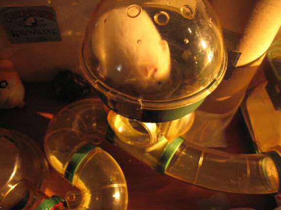 My hamster Lucy checking out her new sleeping quarters...