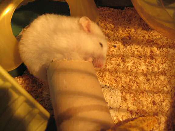 Taking my hamster Lucy to the vet.