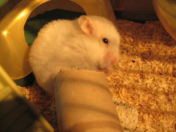 Taking my hamster Lucy to the vet.