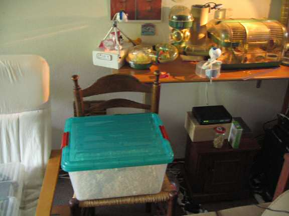 Taking my hamster Lucy to the vet.