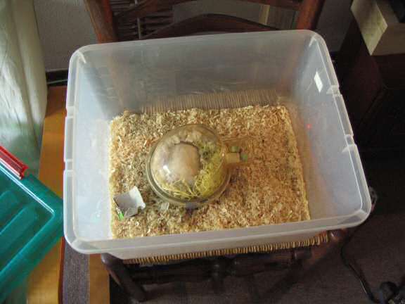 Taking my hamster Lucy to the vet.