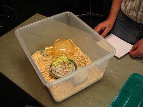 Taking my hamster Lucy to the vet.