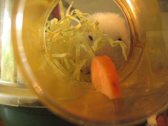 My hamster Lucy enjoying a piece of carrot.