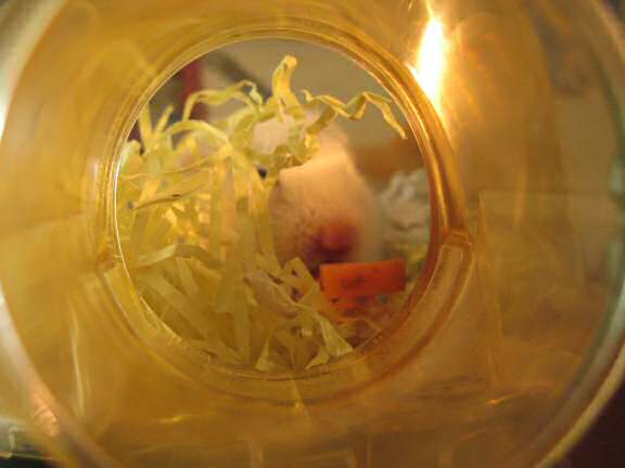 My hamster Lucy enjoying a piece of carrot.