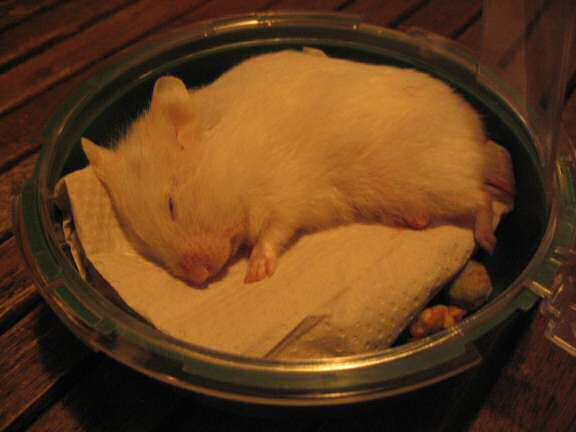 My hamster Lucy just passed away.