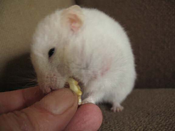 My hamster Lucy having her last walnut.
