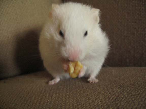 My hamster Lucy having her last walnut.