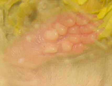 Picture of my hamster Lucy's bottom of her right foot.