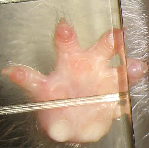 My hamster Lucy's right (front) paw as seen from the bottom.