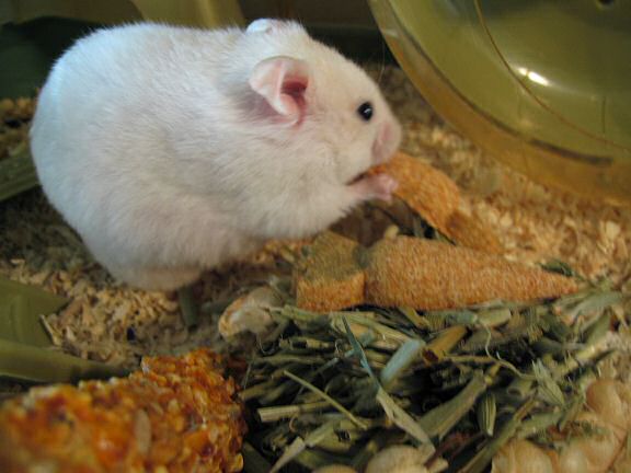 Vitakraft Nagerkrbchen