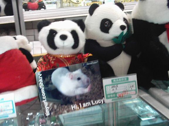 HamsterTracker(tm) promotion in China!