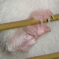 Detail picture of my hamster Lucy's left foot.