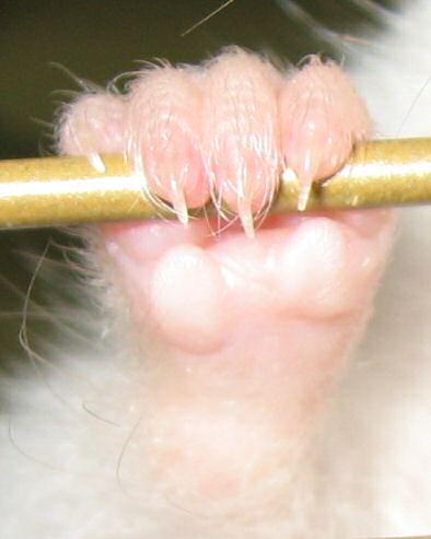 Close up picture of Lucy's left paw.