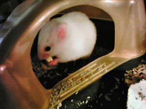 Picture of Lucy having a pineseed for the first time