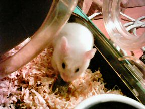 Picture of Lucy having a Crossys Fruit for the first time