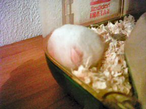 Picture of Lucy's downstairs sleeping quarters