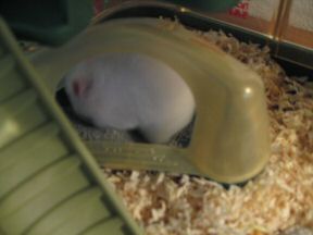 My hamster Lucy in her bathroom.