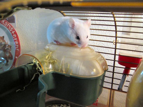 My hamster Lucy sitting on top of her bedroom.