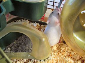 My hamster Lucy having a drink.