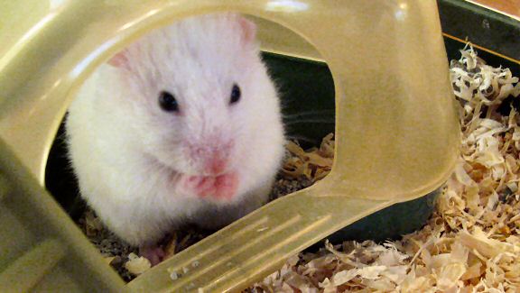 My hamster Lucy washing her hands after a nibble.