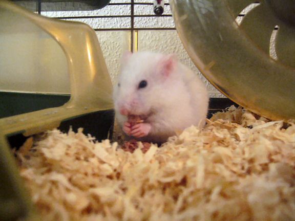 My hamster Lucy eating a catfood snack.