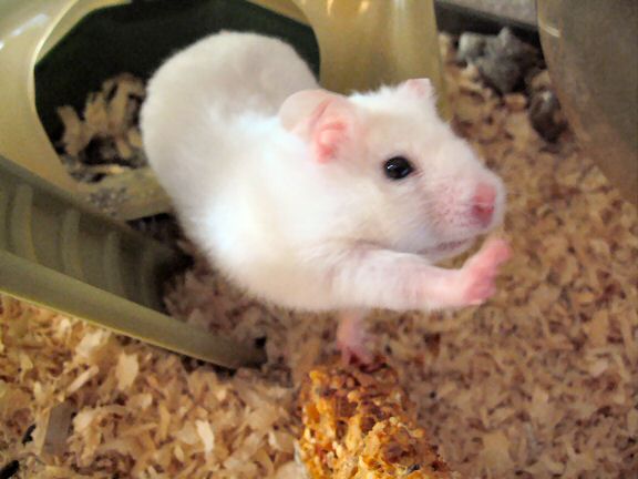 My hamster Lucy waving to us.