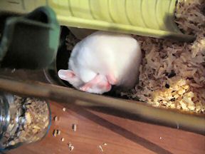 My hamster Lucy having an itch.