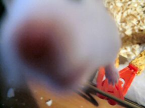 My hamster Lucy sniffing the camera-lens.