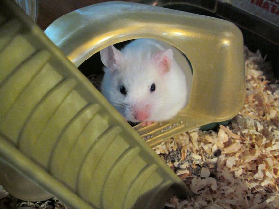A previously unpublished photograph of my hamster Lucy (2.0).